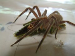 16-Spider eating grasshopper